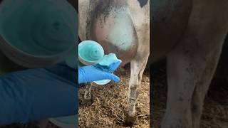 Infection mastitis cows veterinary animals milking cow [upl. by Lidda]