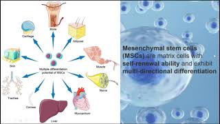 Mesenchymal stem cells andneuroregeneration in Parkinsons disease [upl. by Auberon612]