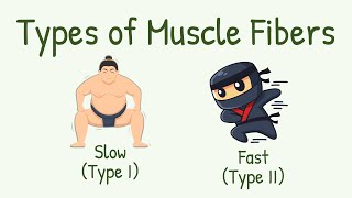 Slow vs Fast Muscle Fibers  Red vs White Muscle Fibers  Types of Muscle Fiber Type I Type II [upl. by Thacker423]