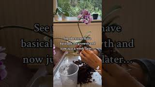 A before leca and after leca comparison plants houseplants orchid leca plantcare flowers [upl. by Nylknarf]