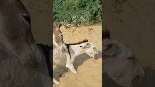 donkeys funny video [upl. by Chan664]