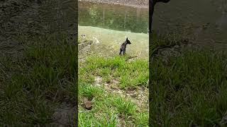 ligo muna sa ilog c Bonnie subscribe belgianmalinois viralvideo shorts latest farmdog [upl. by Hacissej357]