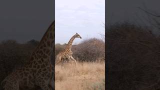 Fascinating Giraffe Facts You Need to Know shorts amazingfacts viral giraffe animals [upl. by Lura933]