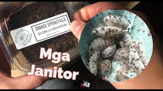 Dairy Cow Isopods plus Orange amp White Springtails  Preparasyon para sa Small Ecosystem [upl. by Hsevahb]