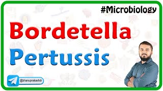 Bordetella pertussis  Microbiology [upl. by Lewej572]