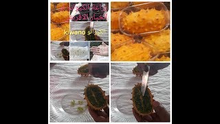 زراعة فاكهة الكيوانو أو الخيار الافريقي kiwano fruit [upl. by Brian]