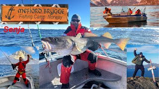 MK Fishing in Norway Senja Mefjord Brygge Fishing Camp Adventures 2024 [upl. by Nnaul630]