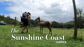 Is sunshine coast as amazing as they say Noosa Borumba deer park and Emundi Markets [upl. by Sparhawk]