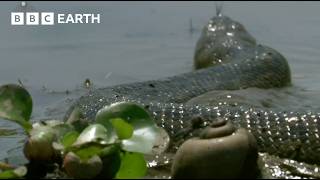 The Pantanal The Land of Giant Animals  How Nature Works  BBC Earth [upl. by Rawlinson679]