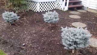 Dwarf Colorado Blue Spruce  Picea pungens Glauca Globosa [upl. by Hanonew80]