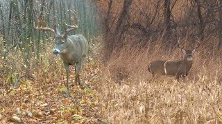 Mark Drury vs 188quot GIANT Typical Whitetail  DODTV Heartbreakers [upl. by Alikee]