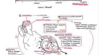 Parturition  Pregnancy Hormones Giving Birth [upl. by Nomelihp370]