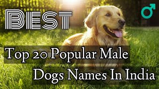 Top 20 Popular Male Dog Names In India । Dog Names For Male [upl. by Denyse191]