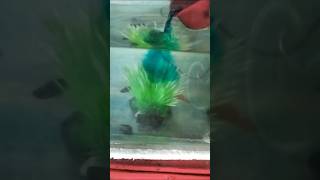 Fish medicine 💊🐠 aquarium fish fishtankfanatics vairalvideo [upl. by Yffub]