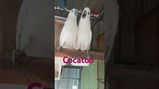 Cockatoo bird cockatoo funny bird😍😍 shorts birds cockatoo parrot [upl. by Heydon]