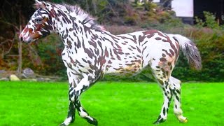 15 Most Incredible Horse Breeds In The World [upl. by Elisha]