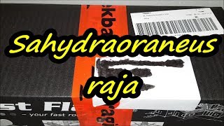 Tarantula unboxing again YES [upl. by Mogerly]