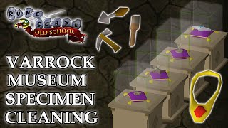 Varrock Museum Specimen Cleaning Guide [upl. by Divd196]