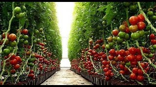 Israel Agriculture No1 On the World  AGRITECH 2018 [upl. by Bresee957]