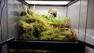 Paludarium with carnivorous plants [upl. by Dnalyaw]