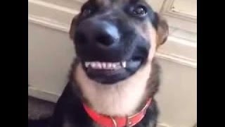 Hilarious Guilty Dogs Compilation 2016 [upl. by Dranreb]