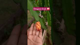 Plantation Dragon fruit dragon fruits plants plantation hiiitsft [upl. by Nnylrahc]