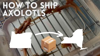 How to Ship Axolotls  Safest Method [upl. by Arezzini573]