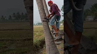 coconut tree climbing machine  agriculture  maram yerum karuvi Jp tamil tv [upl. by Nala707]