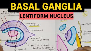 Basal Ganglia  2  Lentiform Nucleus [upl. by Corene]