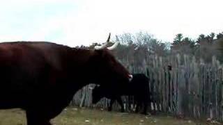 Mooing Cow at Plimoth Plantation [upl. by Arie]