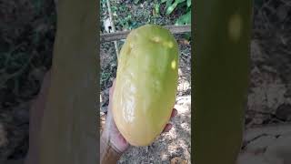 Metik Markisa Jumbo Langsung dari Kebun [upl. by Faina]