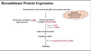 Protein Expression  Bacterial Expression System [upl. by Nylecaj]