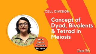 Concept of Dyad Bivalents and Tetrad in Meiosis  Cell Division  Class 11  Bilingual [upl. by Huang501]