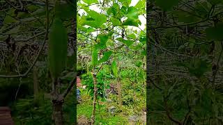 Coccinia grandis the ivy gourd also known as scarlet gourd is a tropical vine [upl. by Idolla]