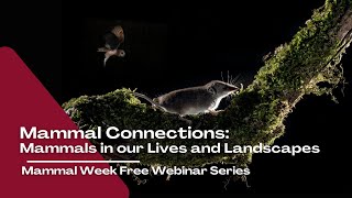 Mammal Connections Mammals in our Lives and Landscapes  Mammal Week Free Webinar [upl. by Neela]