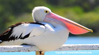 Pelican Yawning  Noosaville Queensland [upl. by Alderman875]