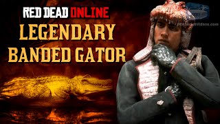 Red Dead Online  Legendary Banded Gator Mission Animal Field Guide [upl. by Hobie]