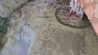 Pupfish at Salt Creek in Death Valley February 2022 [upl. by Aranat]