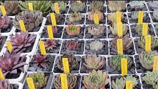 Organizando as SUCULENTAS por aqui succulents [upl. by Ikciv466]