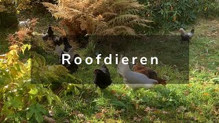 Wonen in Noorwegen  Winterbanden en Roofvogels [upl. by Territus677]