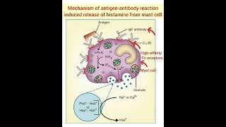 Mechanism of antigenantibody reaction induced release of histamine from mast cell [upl. by Hyacinthie286]