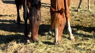 Horses aGrazing and Tails aSwishing [upl. by Janaya]