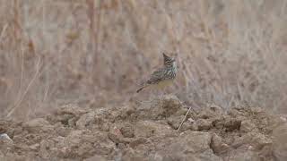 Theklas Lark Galerida theklae foraging amp calling  NW of Trujillo Spain 2102024 [upl. by Mcintyre]