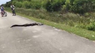 Alligator eating a soft shell turtle  Shark Valley [upl. by Wat]