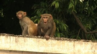 Hombres mono para alejar a los macacos [upl. by Mallissa956]