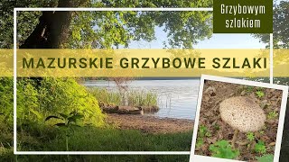 Kurki kania i mazurskie grzybowe szlaki grzyby nature grzybobranie las hiking [upl. by Noillimaxam]