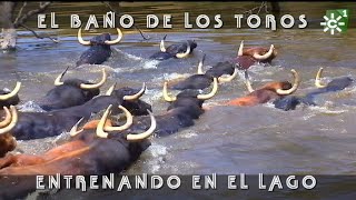 Toros de Las Monjas entrenamiento en el lago baño aéreas dron 2018  Toros desde Andalucía [upl. by Kosak]