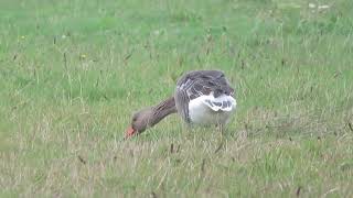 Greylag Goose Anser anser Grauwe Gans Landtong Rozenburg ZH the Netherlands 10 Nov 2024 15 [upl. by Suki265]