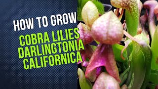 How to Cultivate Darlingtonia California Cobra Lily Carnivorous Plant Grow Guide [upl. by Crescin]