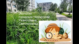 Экология городской территории Разнотравье Светлогорска [upl. by Shep]